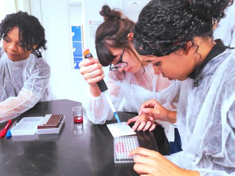 Students loading dye samples onto an ELISA plate