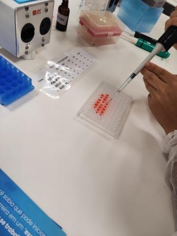 Estudante carregando amostraqs de corante em uma placa de Elisa