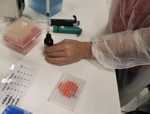 Detail of a student loading samples into an Elisa plate.
