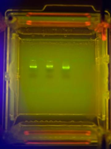 Amostras de DNA aplicadas em uma cuba de eletroforese