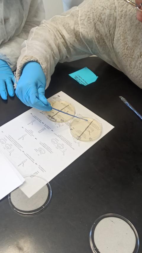 Student plating bacteria