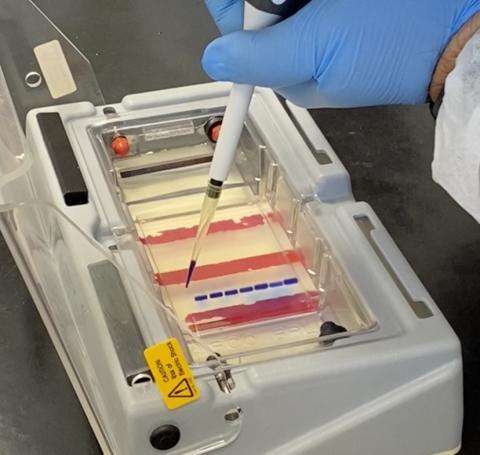 Cícero Filho pipetting into a well 