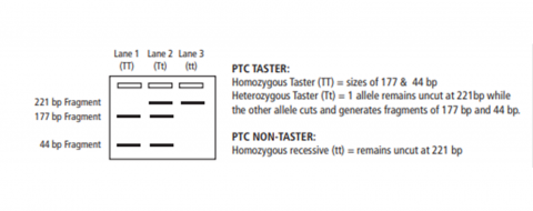Determining PTC genotype from gel-electrophoresis results
