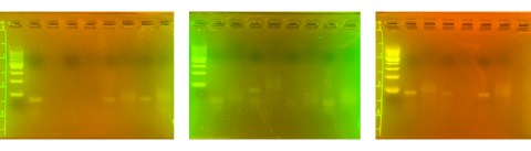 Gel electrophoresis results of PCR product digested for different amounts of time with HaeIII.
